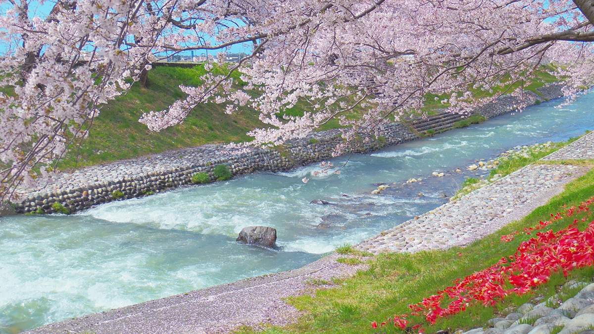 【富山で花束プロポーズ】プロポーズに花束を 春の花束オススメ4選